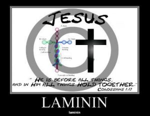 Laminin1