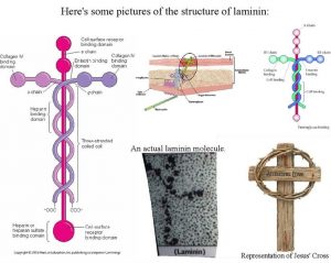 Laminin2